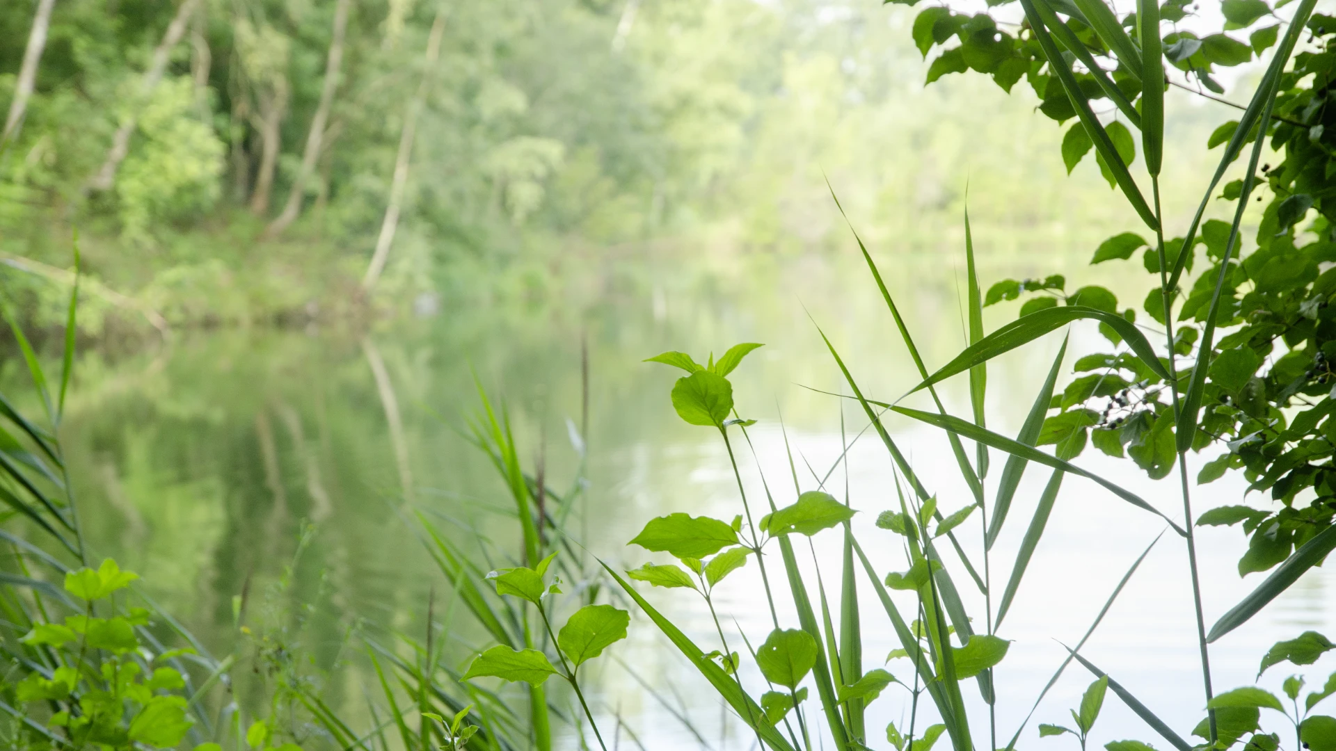 Entspannendes Stimmungsbild mit Blättern und Gräsern vor einem See im Hintergund.